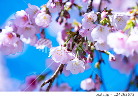 開花したばかりの桜 開花したばかりの桜 124262672