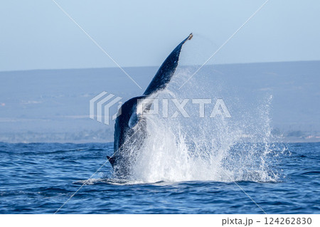 humpback whale tail slapping in pacific ocean off the coast of san jose del cabo baja california sur slow motion 124262830