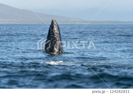 grey whale spy hopping mexico bahia magdalena san ignacio lagoon 124262831