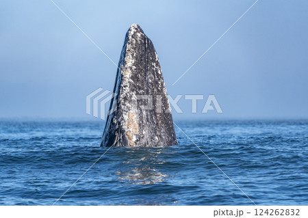 grey whale spy hopping mexico bahia magdalena san ignacio lagoon 124262832