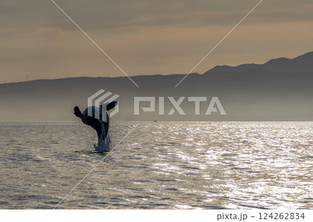 humpback whale breaching at sunset off the coast of san jose del cabo baja california sur 124262834