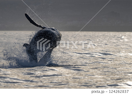 humpback whale breaching at sunset off the coast of san jose del cabo baja california sur 124262837