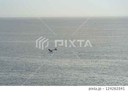 humpback whale breaching near a boat in pacific ocean off the coast of san jose del cabo baja california sur humpback whale breaching near a boat in pacific ocean off the coast of san jose del cabo baja california sur 124262841