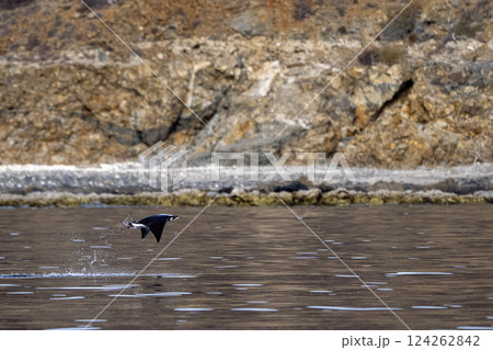 Mobula munkiana jumping off the coast of la entana baja california sur 124262842