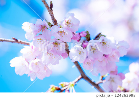 開花したばかりの桜 開花したばかりの桜 124262998