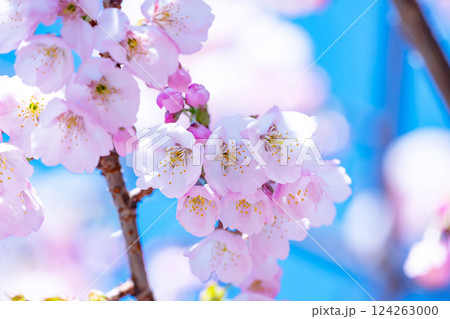 開花したばかりの桜 124263000