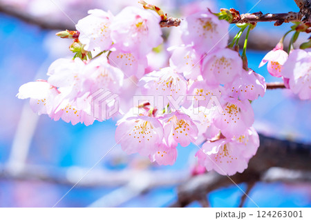 開花したばかりの桜 124263001