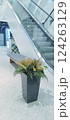 A stylish indoor setting featuring a sleek plant arrangement in a black planter situated beside an elegant staircase in a contemporary shopping mall. 124263129