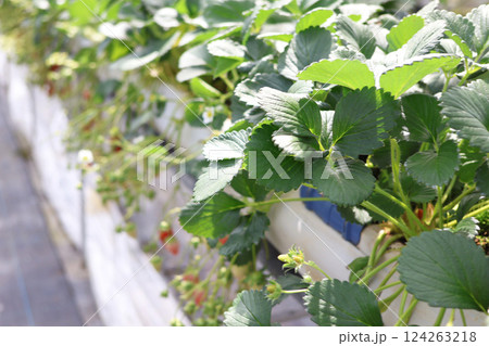 いちご狩りが行われているハウスの中 124263218