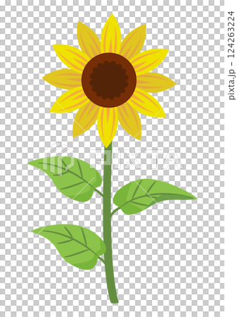 向日葵1瓶 124263224
