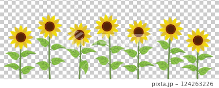 Sunflower field 124263226