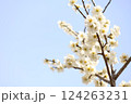 白梅とやわらかい青空 124263231
