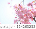 青空に映える倉敷川の河津桜 124263232