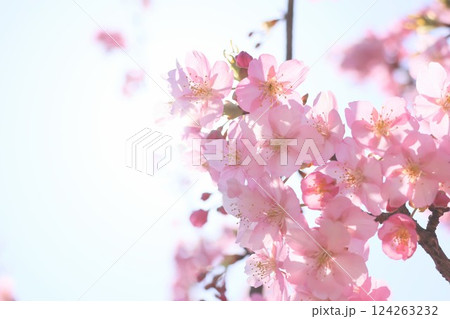 青空に映える倉敷川の河津桜 青空に映える倉敷川の河津桜 124263232