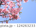 青空に映える倉敷川の河津桜 124263233