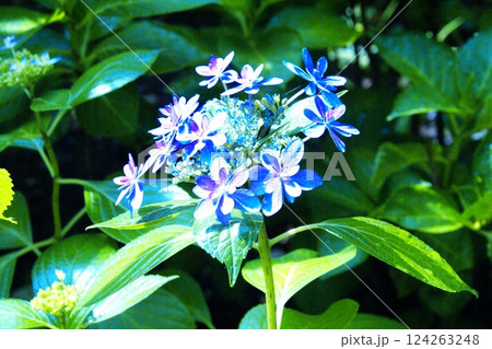 カラー　花　紫陽花　自然　背景（2025年3月登録） 124263248