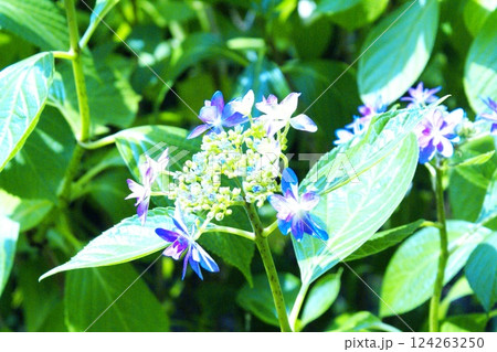 カラー　花　紫陽花　自然　背景（2025年3月登録） 124263250