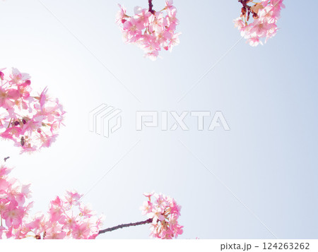満開の河津桜のフレーム 124263262