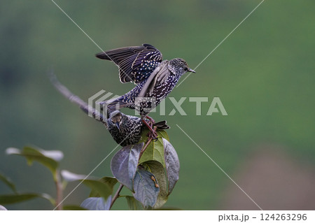 Image of a starling, a passerine bird from the common starling family. 124263296