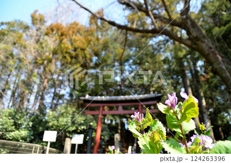 埼玉県鴻巣市滝馬室の氷川神社 埼玉県鴻巣市滝馬室の氷川神社 124263396