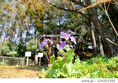 埼玉県鴻巣市滝馬室の氷川神社 埼玉県鴻巣市滝馬室の氷川神社 124263398