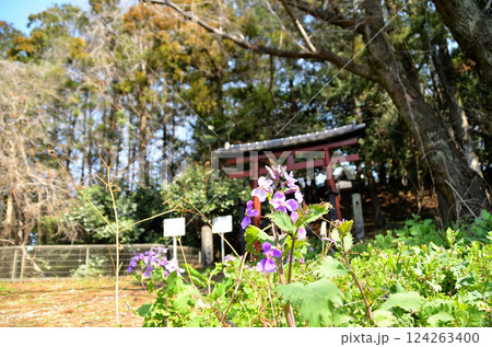 埼玉県鴻巣市滝馬室の氷川神社 埼玉県鴻巣市滝馬室の氷川神社 124263400