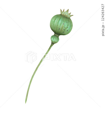 Poppy seed pod. Watercolor and marker illustration. Botanical herbaceous plant drawing. Hand drawn isolated art. For cosmetic packaging design, botanical prints, ANZAC, vintage decor. Poppy day. Poppy seed pod. Watercolor and marker illustration. Botanical herbaceous plant drawing. Hand drawn isolated art. For cosmetic packaging design, botanical prints, ANZAC, vintage decor. Poppy day. 124263427