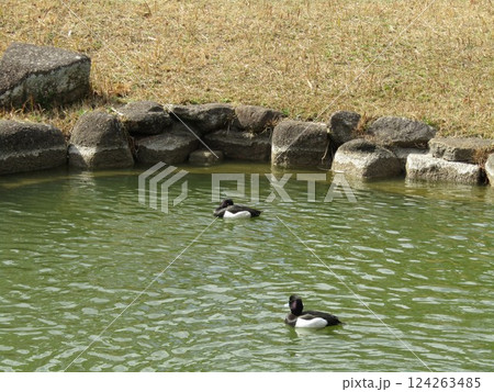 千葉公園の綿打池に来た冬の渡り鳥キンクロハジロ 124263485