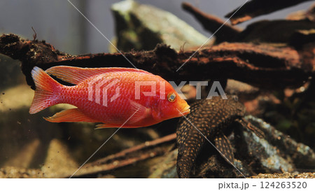 Red fish swimming in freshwater aquarium with blurred background Red fish swimming in freshwater aquarium with blurred background 124263520