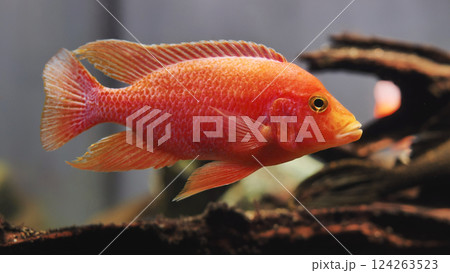 Red Blood Parrot Cichlid swimming in aquarium with blurred background 124263523