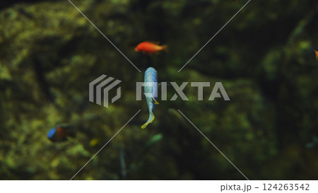 Blue fish swimming in a green aquarium with blurred orange fish in the background Blue fish swimming in a green aquarium with blurred orange fish in the background 124263542
