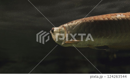Close-up of an arowana fish swimming underwater in an aquarium Close-up of an arowana fish swimming underwater in an aquarium 124263544