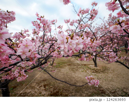 河津桜のある風景 124263693