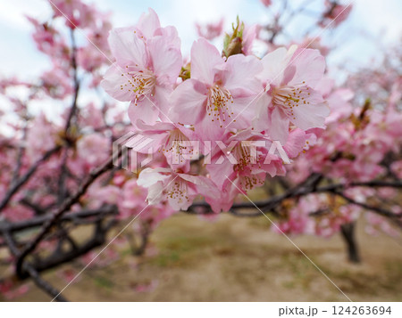 河津桜のある風景 124263694