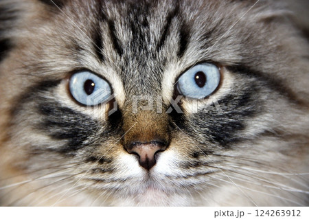 portrait of a happy grey cat  124263912