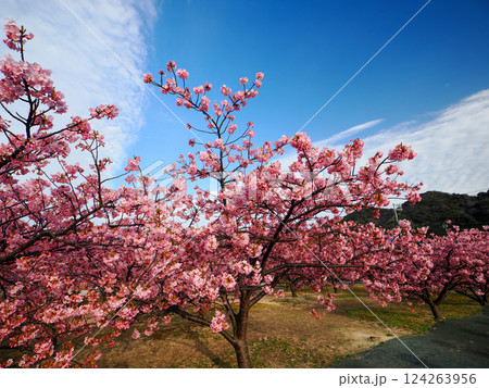 河津桜のある風景 124263956