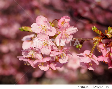 河津桜のある風景 124264049