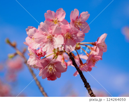 河津桜のある風景 河津桜のある風景 124264050