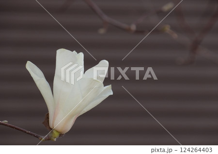 春に咲く白い花 春に咲く白い花 124264403