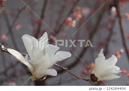春に咲く白い花 春に咲く白い花 124264404