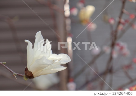 春に咲く白い花 春に咲く白い花 124264406