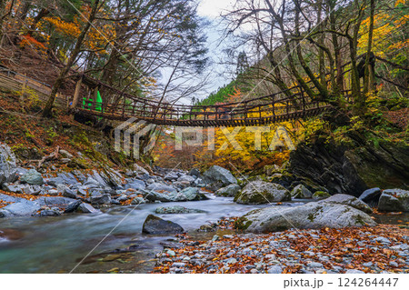 【徳島】秋の奥祖谷二重かずら橋 女橋【紅葉】 【徳島】秋の奥祖谷二重かずら橋 女橋【紅葉】 124264447