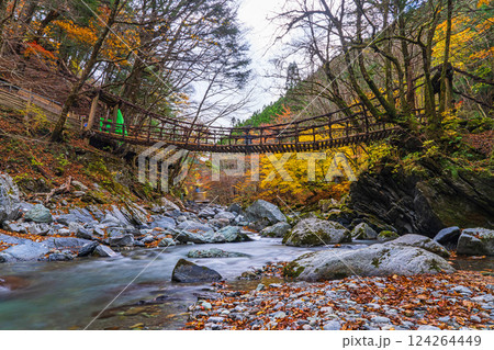 【徳島】秋の奥祖谷二重かずら橋　女橋【紅葉】 124264449