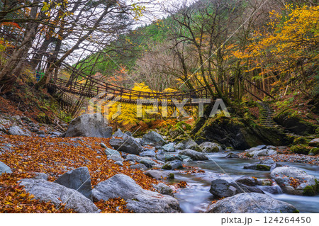 【徳島】秋の奥祖谷二重かずら橋 女橋【紅葉】 【徳島】秋の奥祖谷二重かずら橋 女橋【紅葉】 124264450