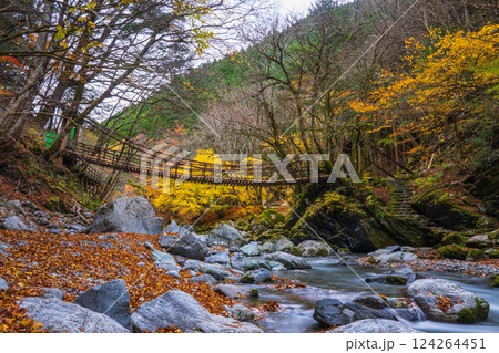 【徳島】秋の奥祖谷二重かずら橋　女橋【紅葉】 124264451