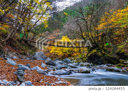 【徳島】秋の奥祖谷二重かずら橋　女橋【紅葉】 124264453