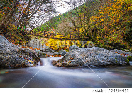 【徳島】秋の奥祖谷二重かずら橋　女橋【紅葉】 124264456