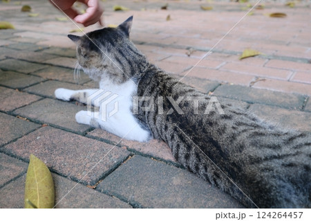 気持ちいい様子の猫 124264457