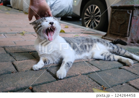 甘える子猫 124264458