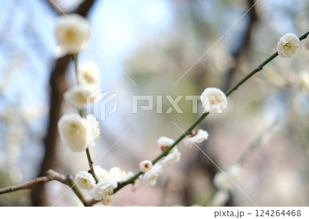 白い梅の花 124264468